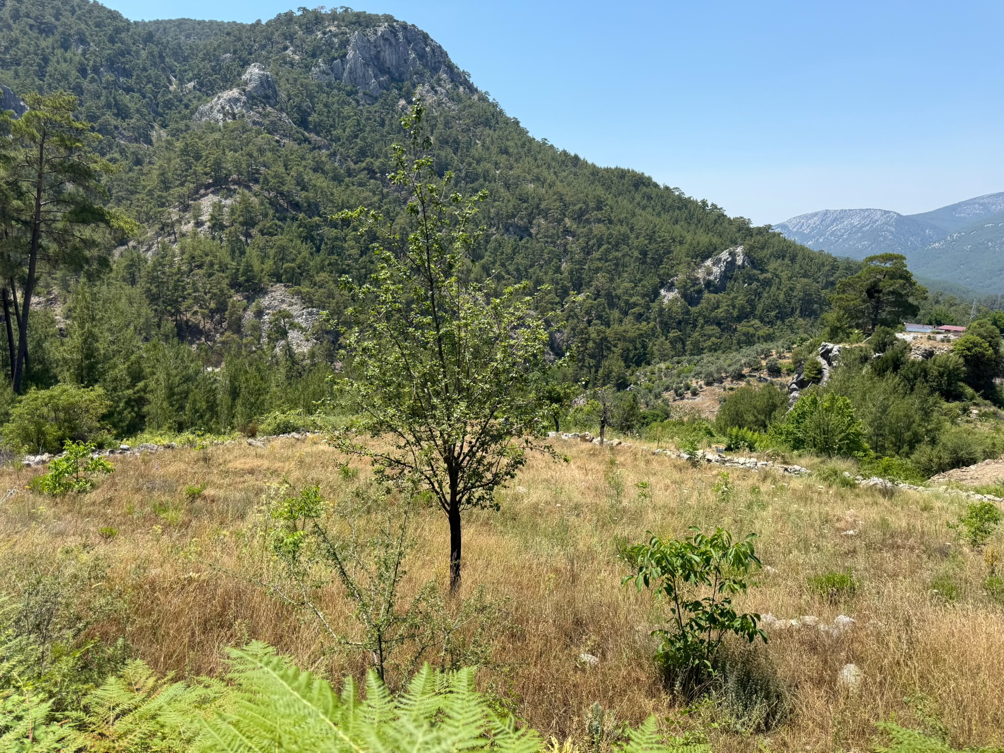 Muğla Yatağan Çukuröz Karadiken Mevkii Satılık 3.158 M2 Tarla