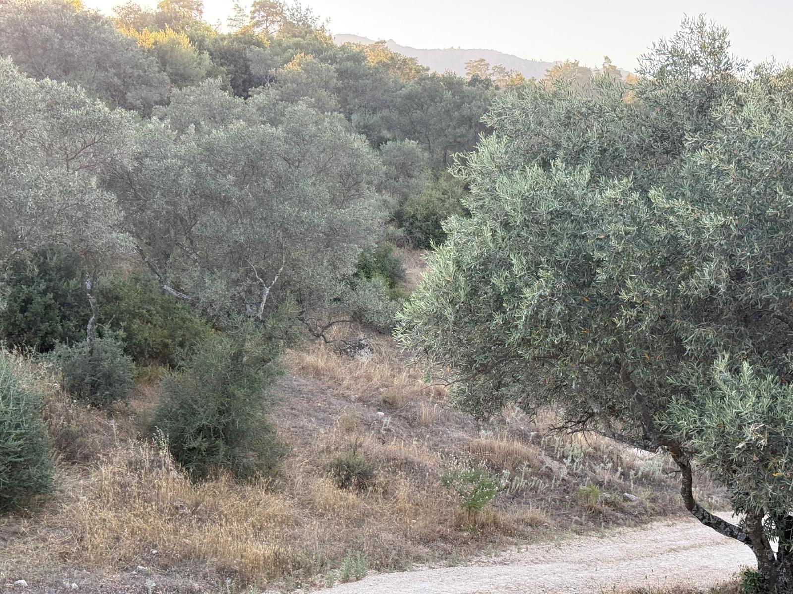 Muğla Yatağan Hisarardı Mahallesinde Satılık 25.473 m2 Zeytinlik