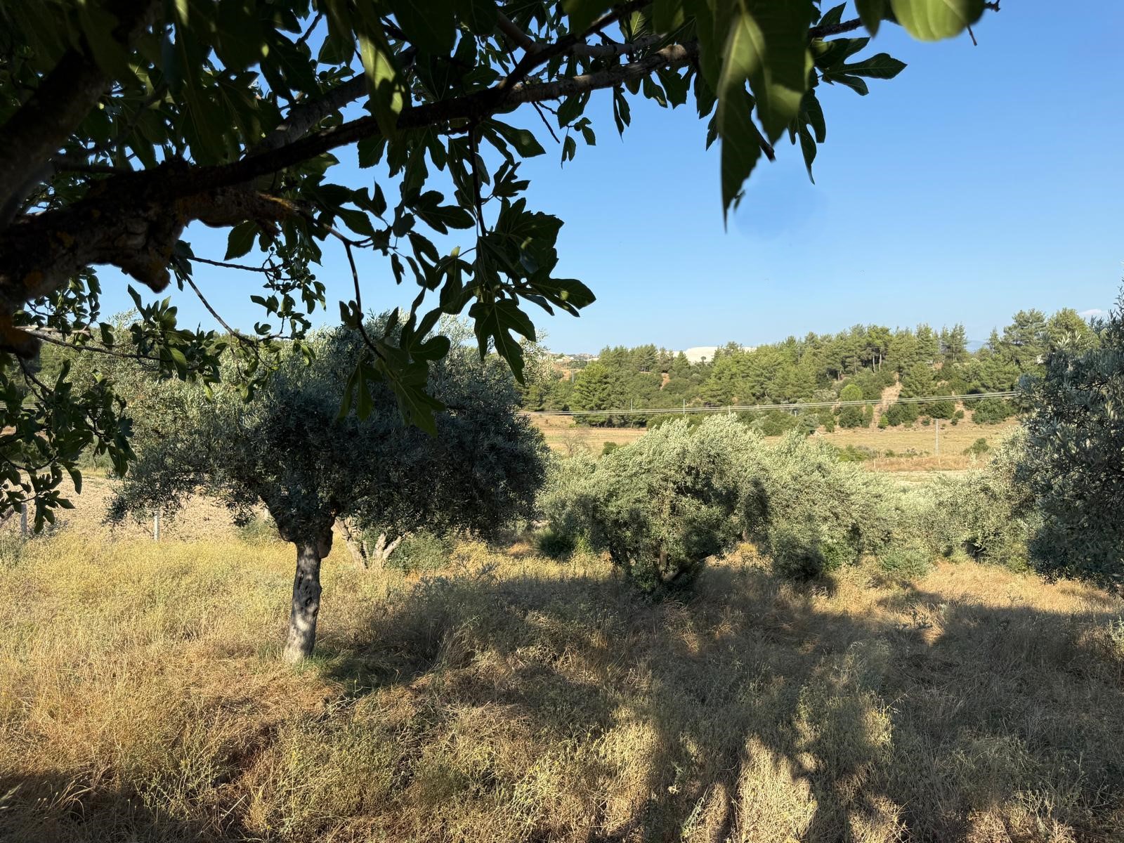Muğla Yatağan Hisarardı Mah. Köyiçi İmarlı Satılık 5.976m2 Arazi
