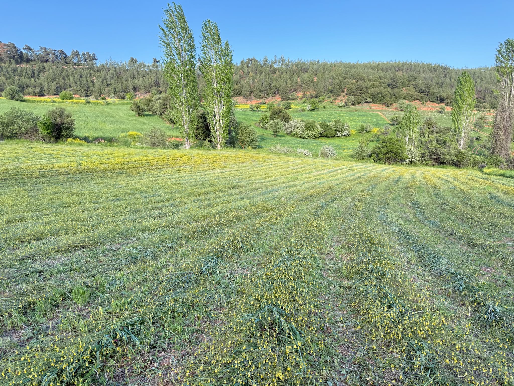Muğla Kavaklıdere Çatak Mahallesinde Satılık 15.340 m2 Tarla