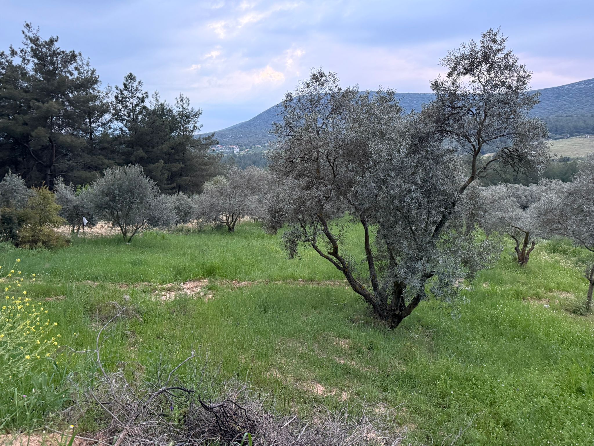 Muğla Yatağan Alaşar Mahallesi'nde 2430 m² Satılık Arazi