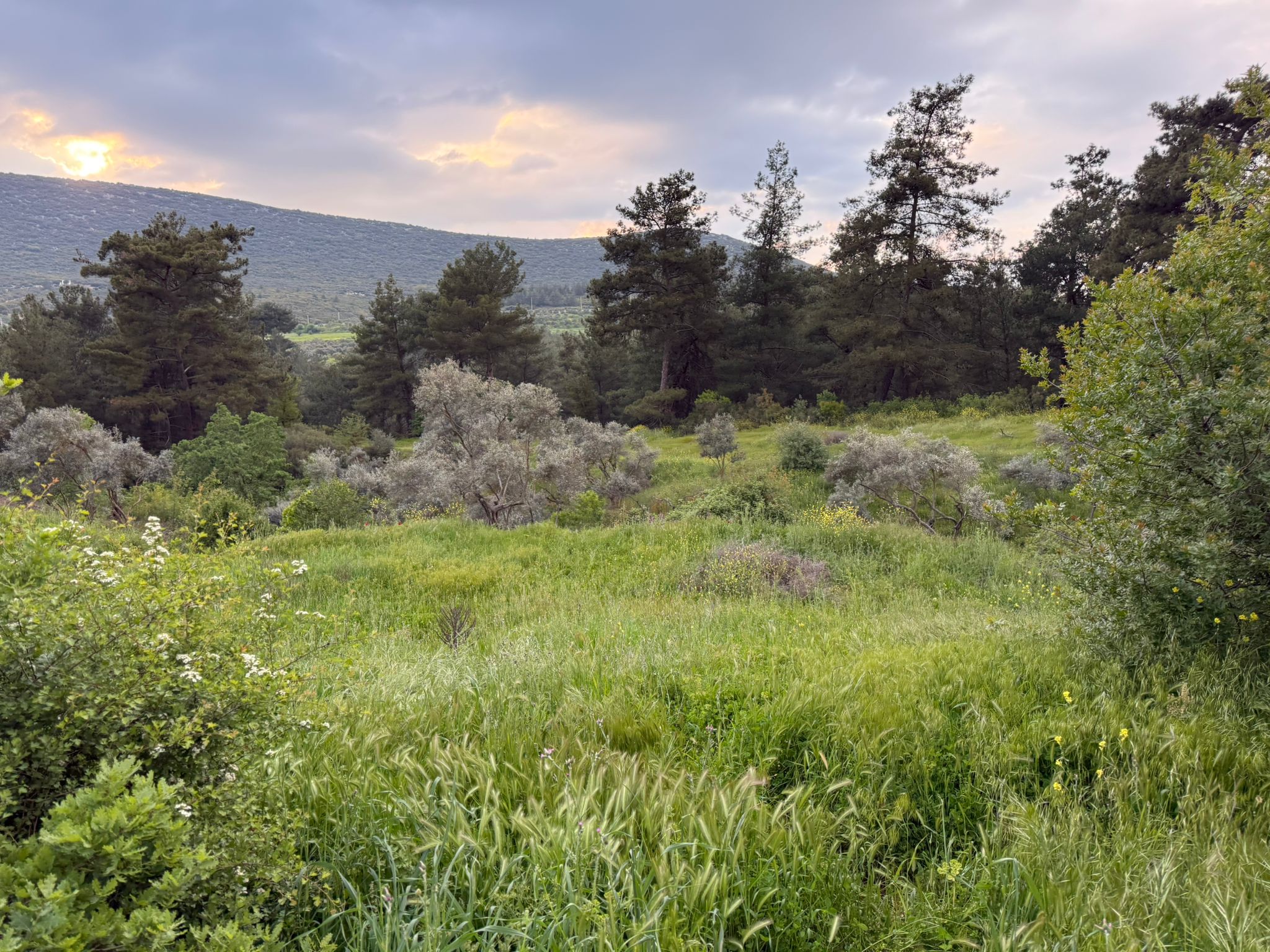 Muğla Yatağan Alaşar Mah.4.480m² Arsa İçinde Satılık Müstakil Ev - fotoğraf 1