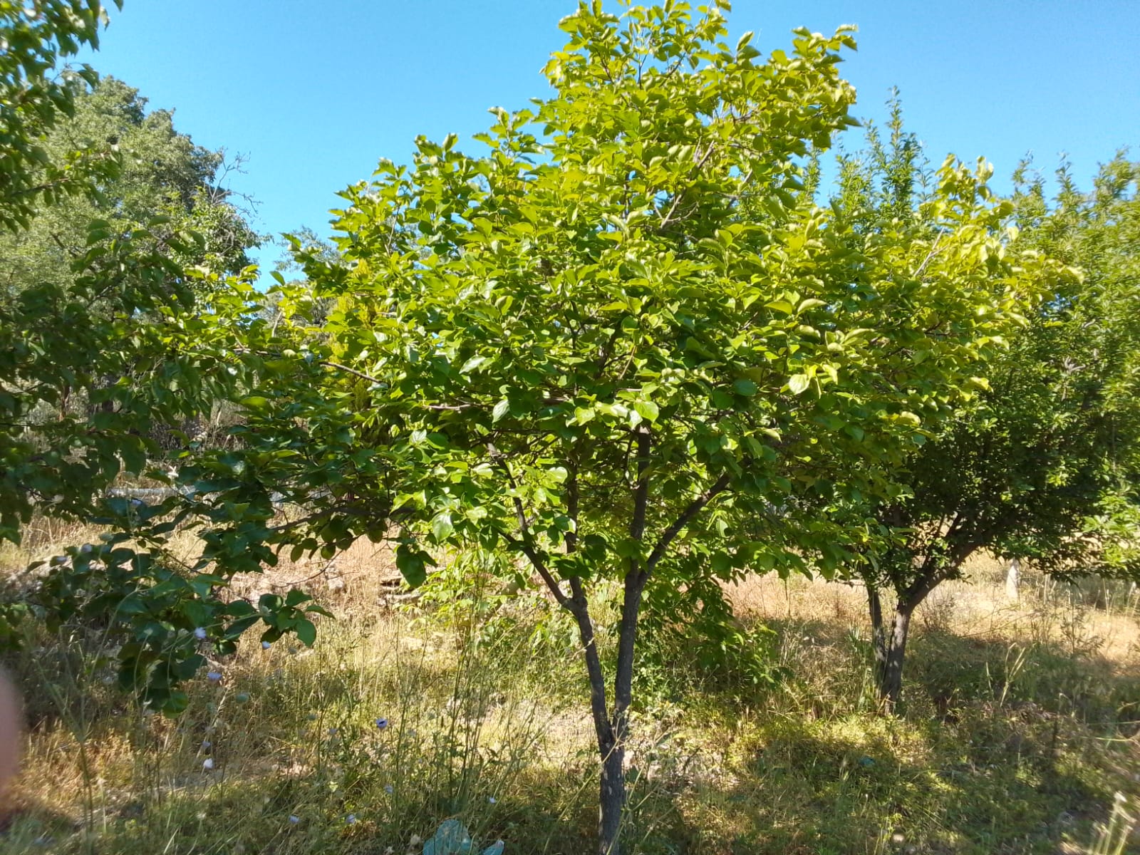 Muğla Yerkesik Yeniköy Mahalle 1.200 m2 Satılık Meyve Bahçesi - fotoğraf 1